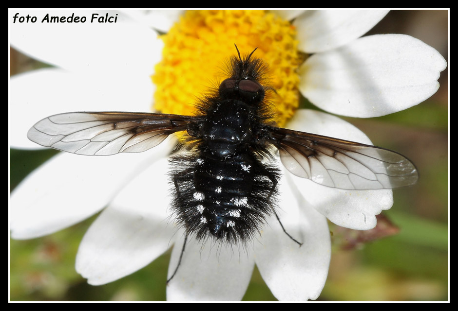 Dalla Sicilia: Bombylella atra (Bombyliidae)